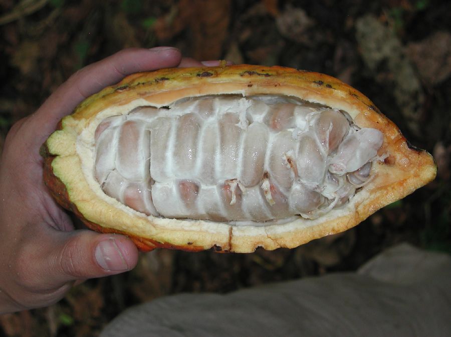 cacao tree 